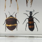 12 Genuine Bugs in Lucite