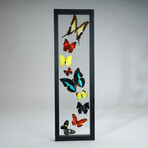 9 Genuine Butterflies v2 // Vertical Display Frame