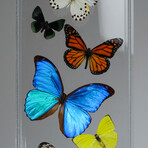 17 Genuine Butterflies // Vertical Acrylic Shadow Box