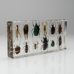 12 Genuine Bugs in Lucite
