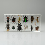 12 Genuine Bugs in Lucite