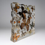 15 Genuine Butterflies in Lucite Freeform