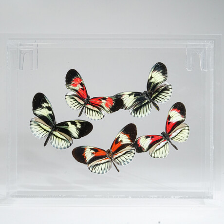 5 Genuine Butterflies // Acrylic Shadow Box