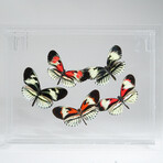 5 Genuine Butterflies // Acrylic Shadow Box
