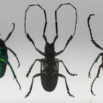 4 Genuine Beetles in Lucite (Antler, Long-Horned, Green Chafer, Stag)