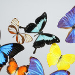 25 Genuine Butterflies // Acrylic Shadow Box