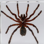 Genuine Single Tarantula in Lucite