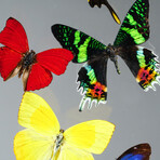 9 Genuine Butterflies // Acrylic Shadow Box
