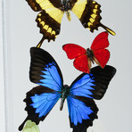 11 Genuine Butterflies // Acrylic Shadow Box