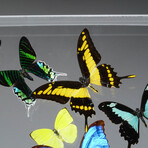 16 Genuine Butterflies v2 // Acrylic Shadow Box