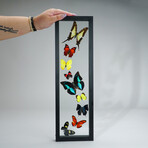 9 Genuine Butterflies v2 // Vertical Display Frame