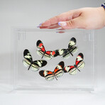 5 Genuine Butterflies // Acrylic Shadow Box