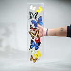 11 Genuine Butterflies // Acrylic Shadow Box