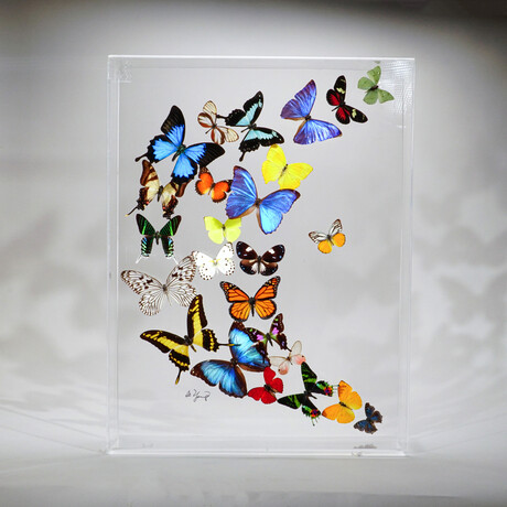 25 Genuine Butterflies // Acrylic Shadow Box