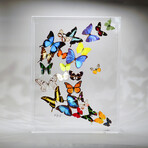25 Genuine Butterflies // Acrylic Shadow Box