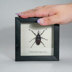 Genuine Weevil (Curculionidae) // Display Frame