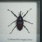 Genuine Weevil (Curculionidae) // Display Frame