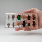 12 Genuine Bugs in Lucite