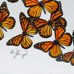 18 Genuine Monarch Butterflies // Acrylic Shadow Box