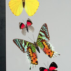 9 Genuine Butterflies v1 // Vertical Display Frame