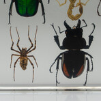 12 Genuine Bugs in Lucite