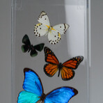 17 Genuine Butterflies // Vertical Acrylic Shadow Box