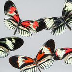 5 Genuine Butterflies // Acrylic Shadow Box