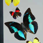 9 Genuine Butterflies v2 // Vertical Display Frame