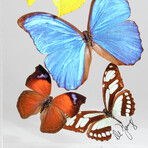 9 Genuine Butterflies // Vertical Acrylic Shadow Box