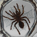 Genuine Tarantula Spider with Web in Freeform Lucite