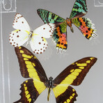 9 Genuine Butterflies // Vertical Acrylic Shadow Box