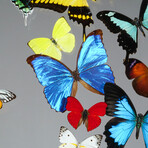 16 Genuine Butterflies v2 // Acrylic Shadow Box