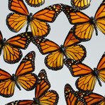 18 Genuine Monarch Butterflies // Acrylic Shadow Box