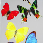 9 Genuine Butterflies // Vertical Acrylic Shadow Box