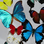 16 Genuine Butterflies v1 // Acrylic Shadow Box