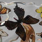 15 Genuine Butterflies in Lucite Freeform