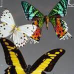 9 Genuine Butterflies // Acrylic Shadow Box