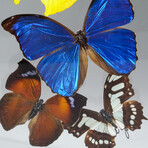 9 Genuine Butterflies // Acrylic Shadow Box