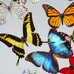 25 Genuine Butterflies // Acrylic Shadow Box