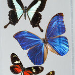 11 Genuine Butterflies // Acrylic Shadow Box
