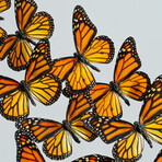 18 Genuine Monarch Butterflies // Acrylic Shadow Box