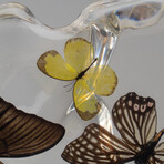 15 Genuine Butterflies in Lucite Freeform