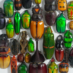 Genuine Beetles // Display Frame