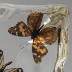 15 Genuine Butterflies in Lucite Freeform