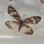 15 Genuine Butterflies in Lucite Freeform