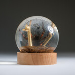 Genuine Spider w/ Web and Fly in Globe with Stand