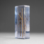 Genuine Single Stick Bug in Lucite