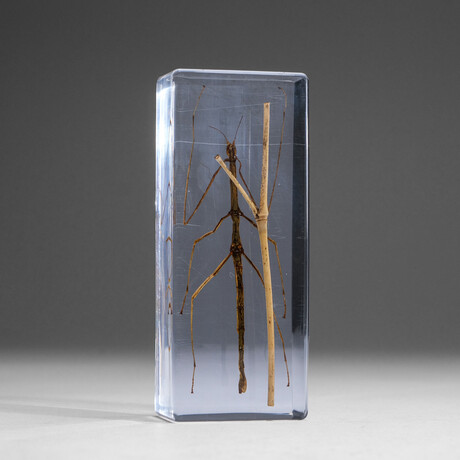 Genuine Single Stick Bug in Lucite