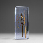 Genuine Single Stick Bug in Lucite