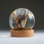 Genuine Spider w/ Web and Fly in Globe with Stand